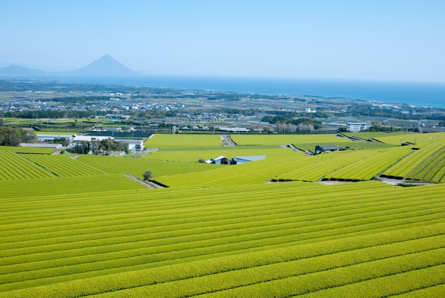 お茶写真