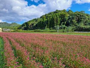 高嶺ルビー開花の様子