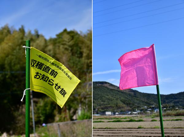 お知らせ旗(黄色・桃色)